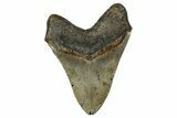 Serrated, Fossil Megalodon Tooth - North Carolina #344045-2